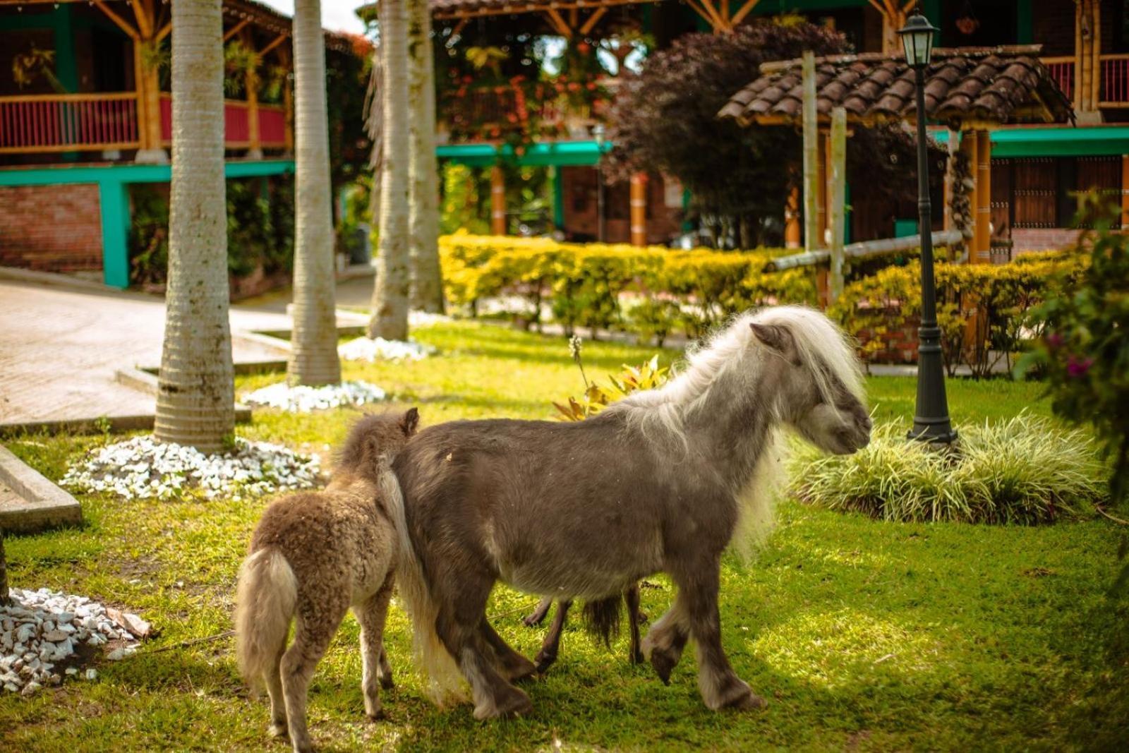 Finca Hotel El Diamante Calarcá Zewnętrze zdjęcie