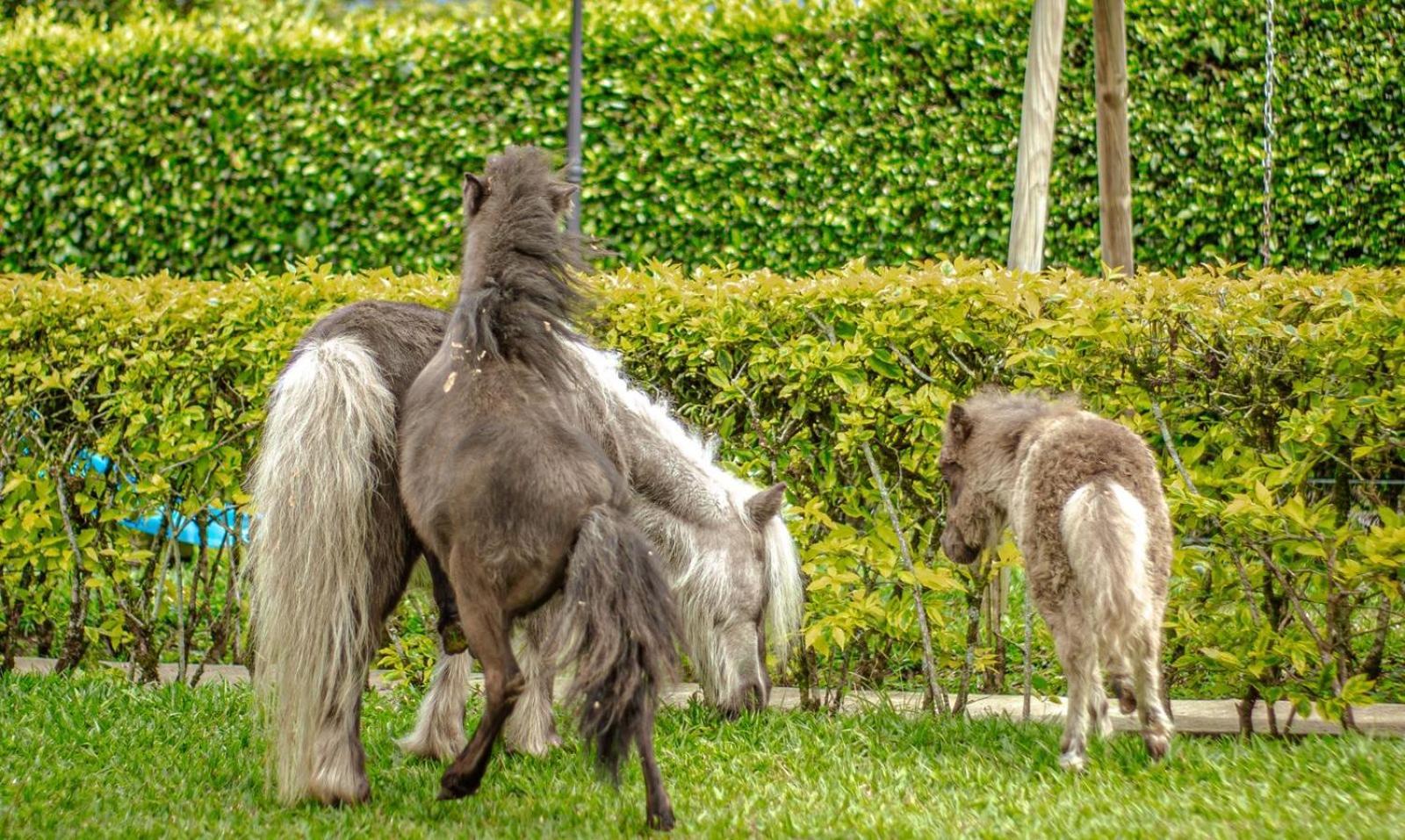 Finca Hotel El Diamante Calarcá Zewnętrze zdjęcie