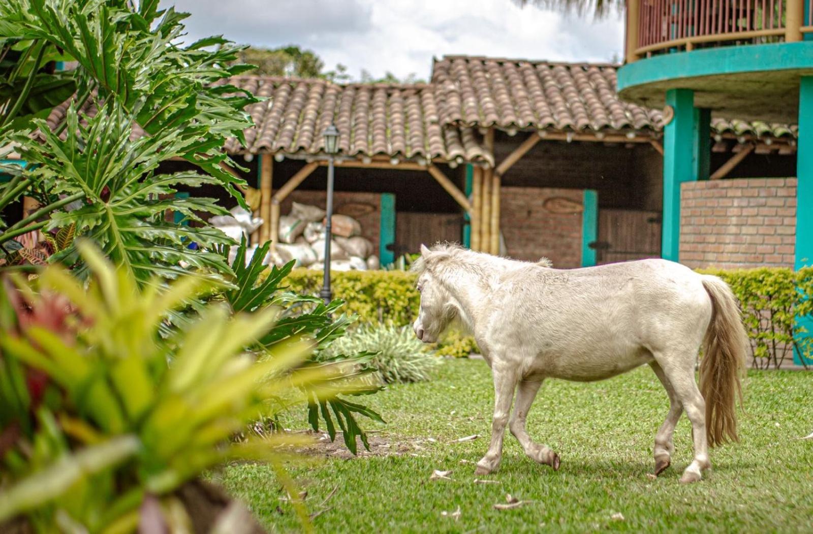 Finca Hotel El Diamante Calarcá Zewnętrze zdjęcie
