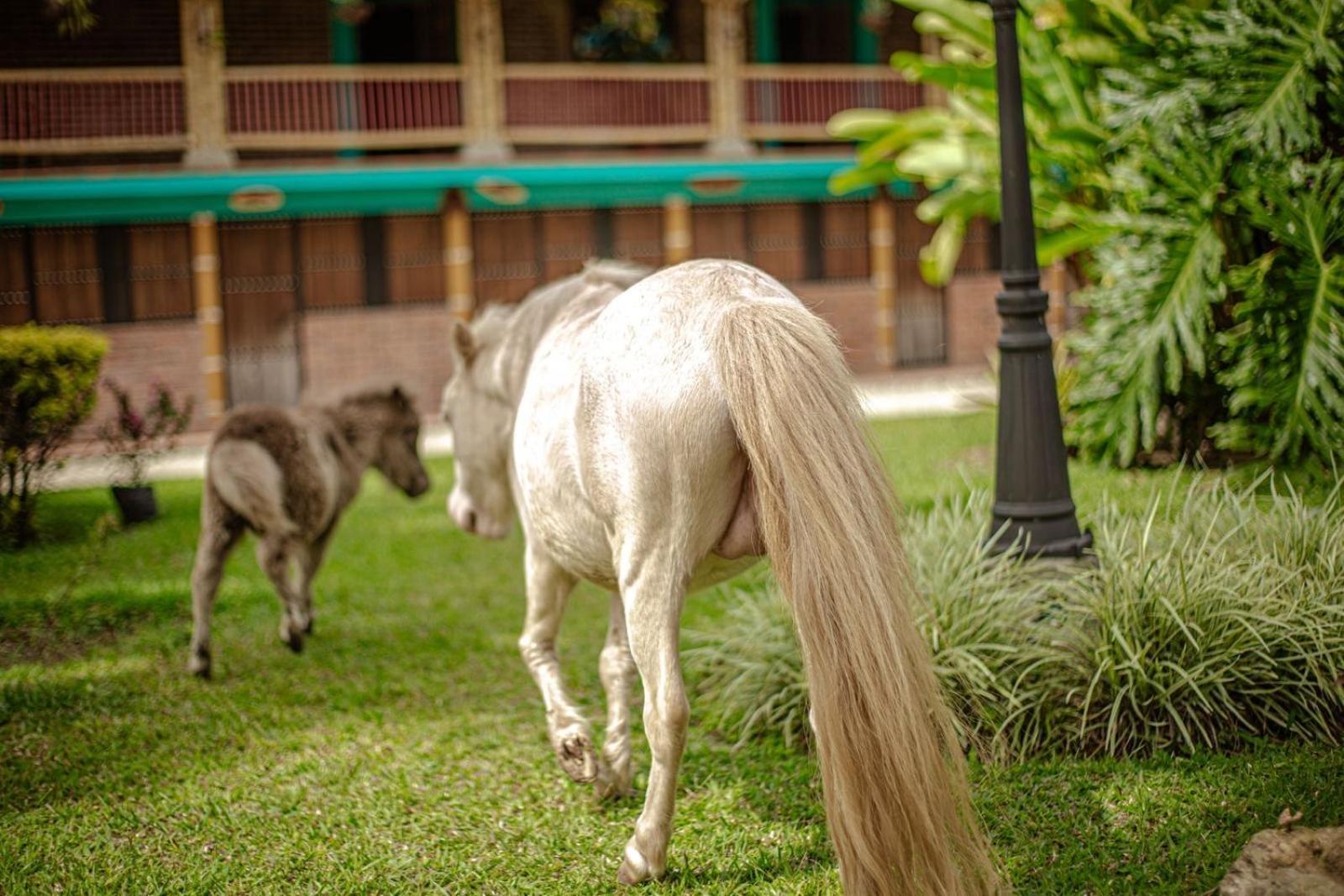 Finca Hotel El Diamante Calarcá Zewnętrze zdjęcie