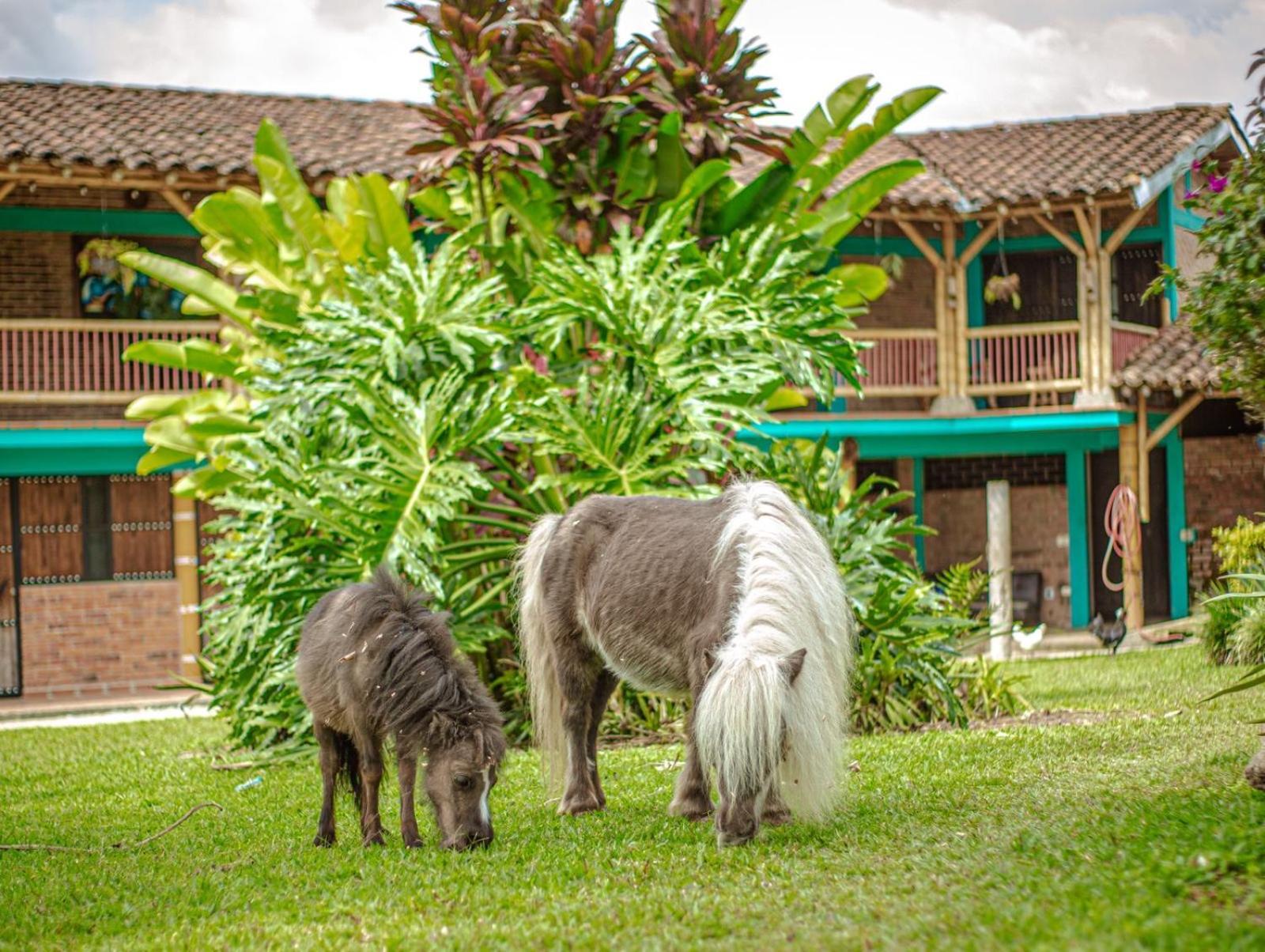 Finca Hotel El Diamante Calarcá Zewnętrze zdjęcie
